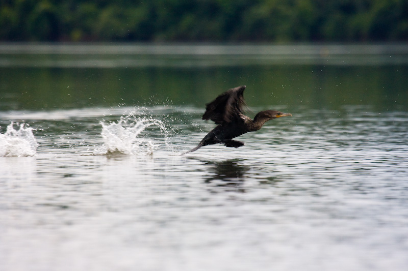 Neotropic Cormorant Taking Flight